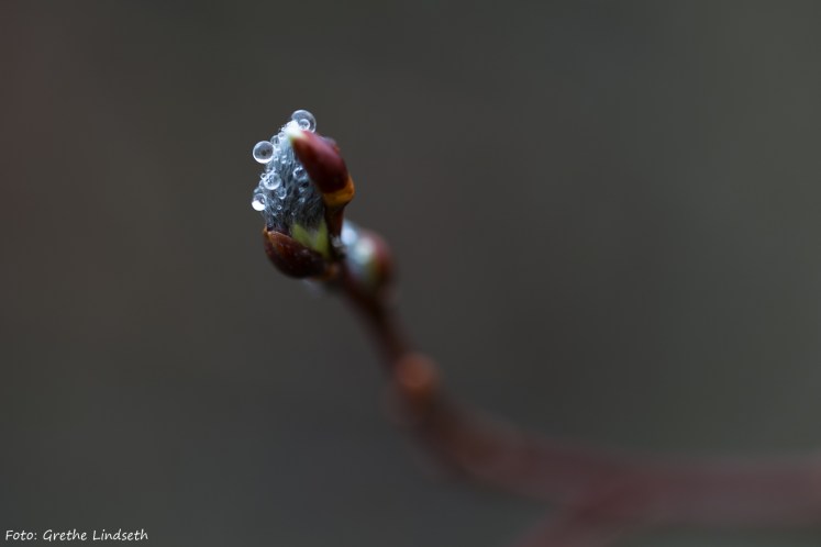 20170402-_MG_0370