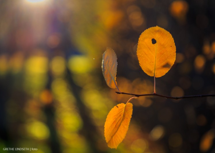 20171022-_MG_5129