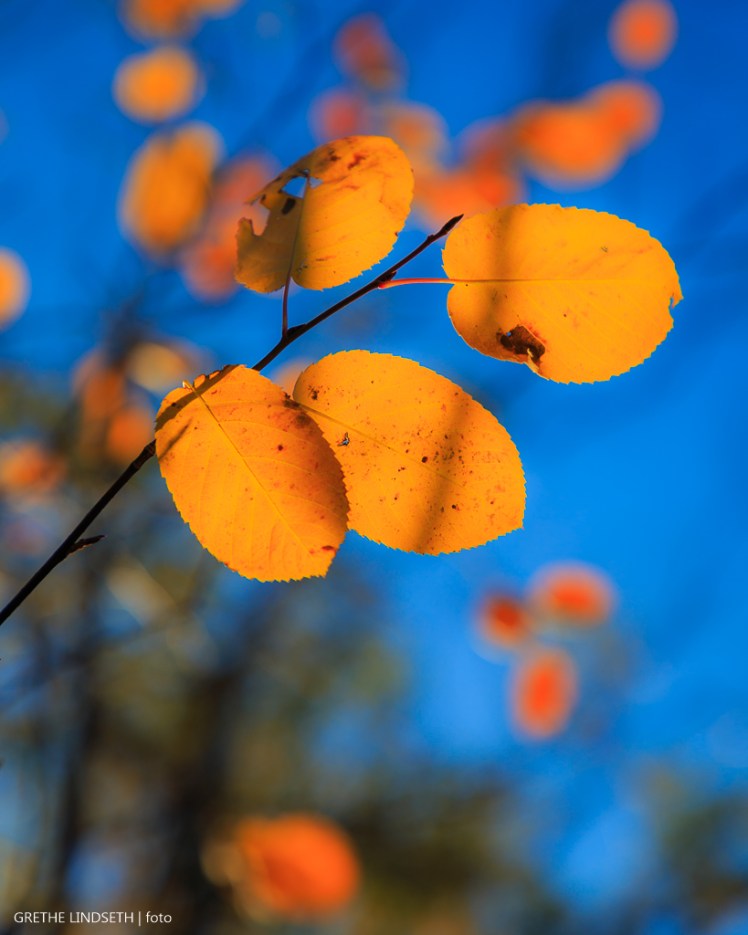 20171022-_MG_5159