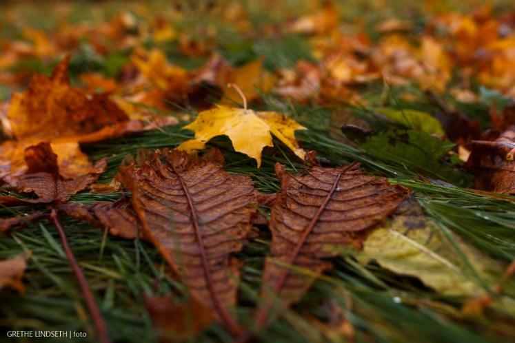 20171112-_MG_6343