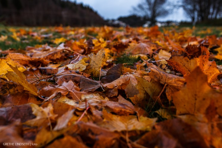 20171112-_MG_6570