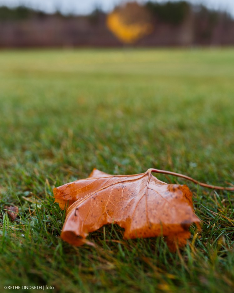 20171112-_MG_6642.jpg